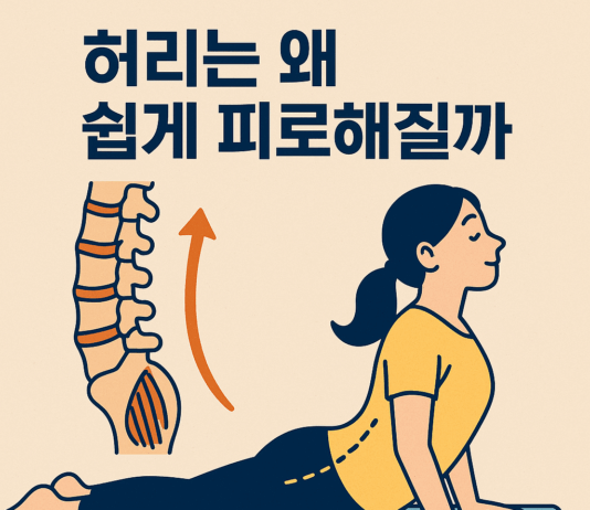 허리는 왜 쉽게 피로해질까 ― 척추 곡선과 신전 근육의 과학